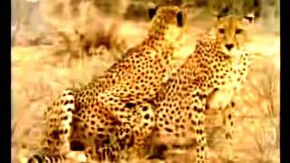 CHEETAH MATING WILD
