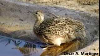 Perdiz Chilena (Nothoprocta perdicaria) tomando agua