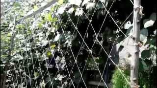 Подвязка огурцов ПЭТ лентой добытой БУТЫЛКОРЕЗОМ.