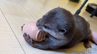 小さなお手手で抱きかかえるカワウソ A dexterous otter happily opens a capsule.