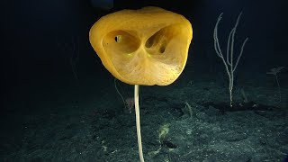 Spectacular Sponges of Papahānaumokuākea | Nautilus Live