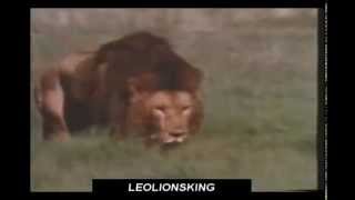 Leon Adulto Ataca  A Hienas Y Otros Leones Para Defender Su Territorio