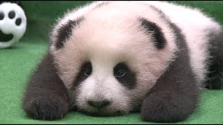 Giant Panda Cub Asleep in First Public Appearance in Malaysia