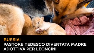 Russia: pastore tedesco diventata madre adottiva per leoncini