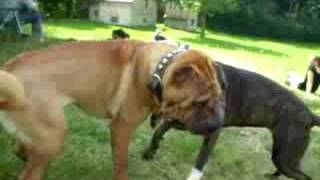 shar-pei (zenzero) vs pit-bull (zora)