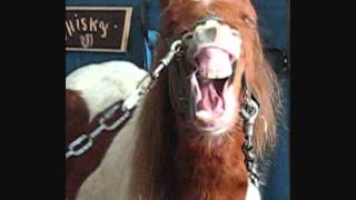 les chevaux trop rigolo