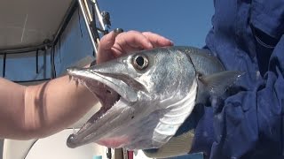 Барракуды и Ром. Кубинская рыбалка./ Barracudas and Rum. Cuban fishing.