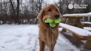 Ball hog! Canandaigua dog can hold 6 tennis balls at once
