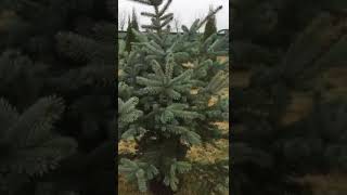 Picea Pungens Hoopsii  - Pepiniera Brazi Argintii 0736.707.707