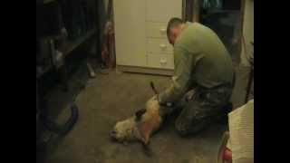 Air skinning a fox