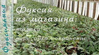 Фуксия из магазина