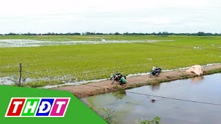 Bão lũ ảnh hưởng đến sản xuất lúa vùng đầu nguồn Hồng Ngự | THDT