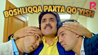 Akula - Boshliqqa paxta qo'yish | Акула - Бошликка пахта куйиш