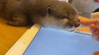 猫翻訳アプリをカワウソに試したらまさかのホラー展開になった件 Trying the Cat Translation App on an Otter Leads to a Horror Story