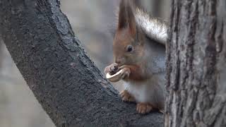 Белки. Зарисовка / Squirrels. Sketch