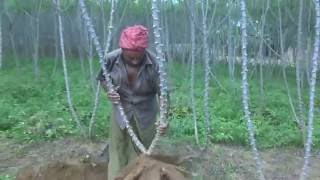 Organic tapioca cultivation / how to plant tapioca