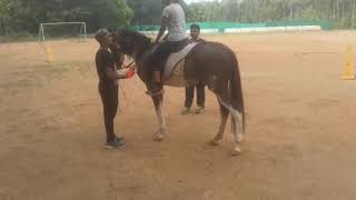 SREEPATHY HORSE RIDING ACADEMY KERALA MUVATTUPUZHA