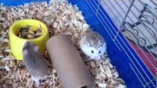 My Pet Robo Hamsters:)