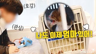 엄마가 생긴 아기 길고양이는 이제 누굴 만나도 당당할 수 있어요!