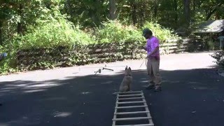 Super Sniffer® Puppy Training _Ladder Walk