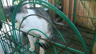 ANJING DAN KUCING MALU-MALU MAU. MEMPERTEMUKAN PUTIH SI KUCING DENGAN ANJING TITIPAN