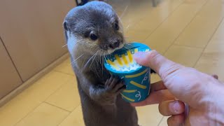 カワウソさくら お菓子のようなおもちゃにカワウソと猫の反応は？What is the reaction between otters and cats to toys like sweets?