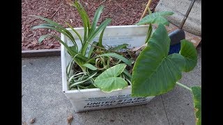 Redoing the Garden w/Whimsy "TOO MANY PLANTS"