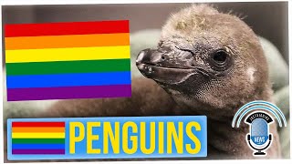 Zoo Welcomes Baby Penguin, Fostered by Two Penguin Dads