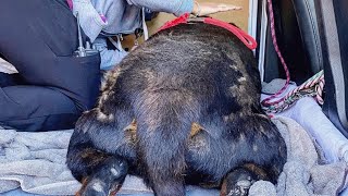 170-pound senior dog starts epic weight-loss battle