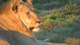 Shamwari Paradise part 2