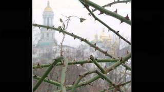 розы распускаются