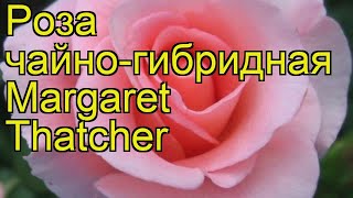 Роза чайно-гибридная Маргарет Тэтчер. Краткий обзор, описание характеристик Margaret Thatcher