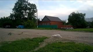 Охота на голубей, кот - охотник.