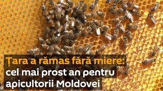 Țara a rămas fără miere: cel mai prost an pentru apicultorii Moldovei
