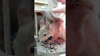 Бельчонок дал себя погладить / The squirrel gave himself to be petted