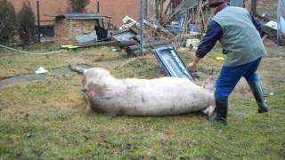 Klanje 360 kg