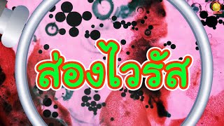ส่องไวรัสในของเหลว | ส่องกล้องจุลทรรศน์สนุกๆ