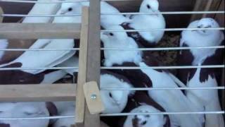 Pigeon meet Phoenix 1/29/12