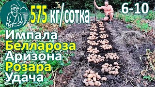 ???? Сбор урожая 26 сортов картофеля в жарком климате: Беллароза, Розара, Импала, Удача, Аризона