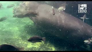 Hippo Fiona in Water with Baby Fritz and Bibi - Cincinnati Zoo