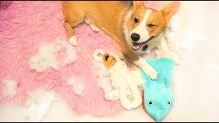 My Dog Destroyed Mr Paws...