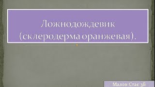 Грибы - двойники "Ложнодождевик". Презентация для младших классов.