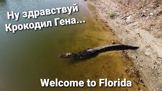 Встреча с Крокодилом Геной Почему нельзя отпускать собак и детей гулять без присмотра Флорида США