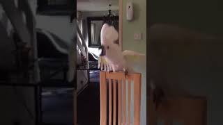 Кураж попугая какаду
