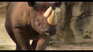 Cincinnati Zoo Partners with Cincinnati Museum Center to Unlock Secrets Found in Rhino DNA