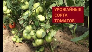 ЛУЧШИЕ УРОЖАЙНЫЕ СОРТА ТОМАТОВ 2017 ОБЗОР ТЕПЛИЦЫ (31.07.2017)