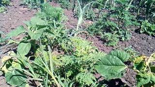 Гербицид ПРИМУС на посевах кукурузы /Herbicide PRIMUS, force in operations on sowing of corn