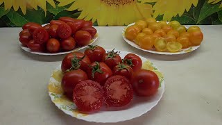 ТОМАТ "РАННИЙ 83". №29. ДЕГУСТАЦИЯ. 