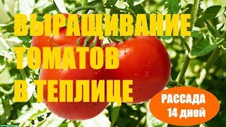 Выращивание томатов (Рассада 14 дней)