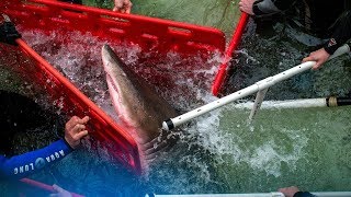 How Do You Move a Shark? It's Complicated | NYT